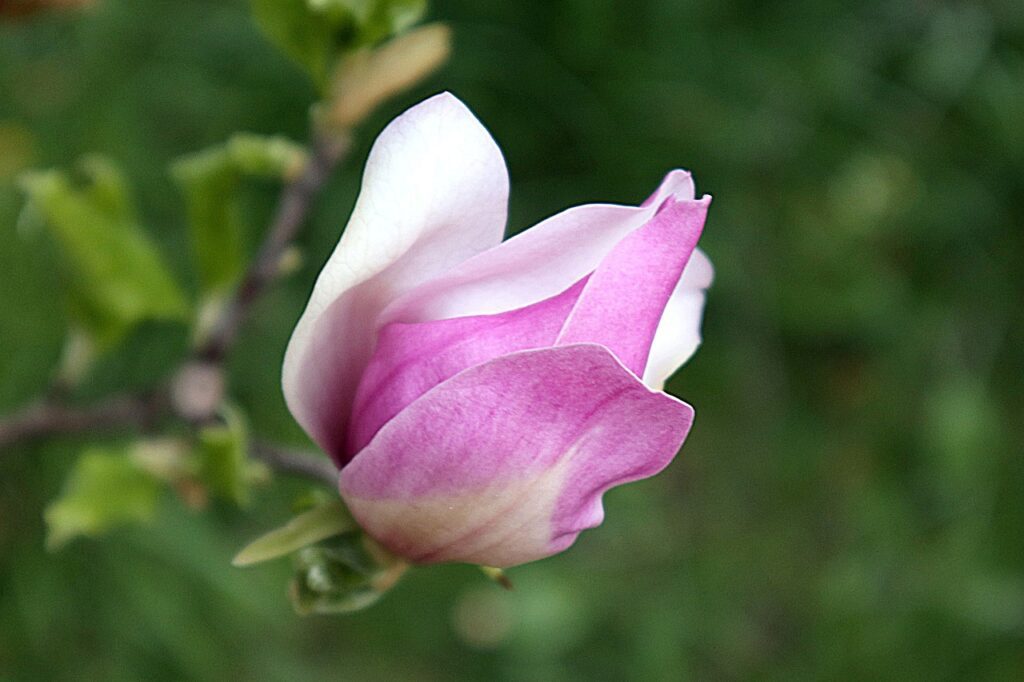 magnolia, květ, strom-5128646.jpg